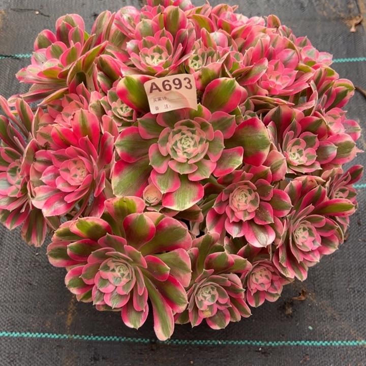 693布加迪35厘米左右