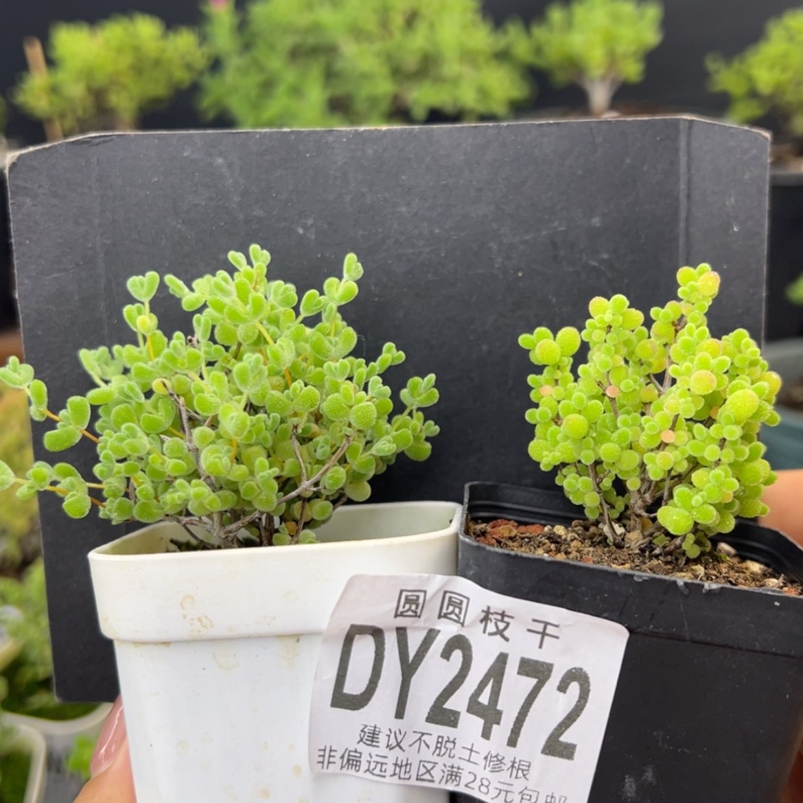 【闪购商品】dy2472实生莱斯 蜜橘糖球组合价