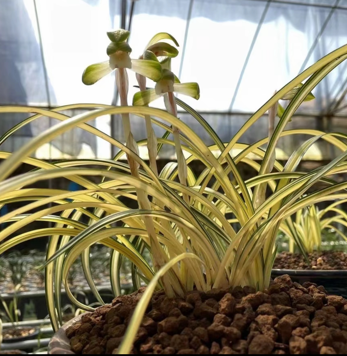 花卉绿植一物一拍