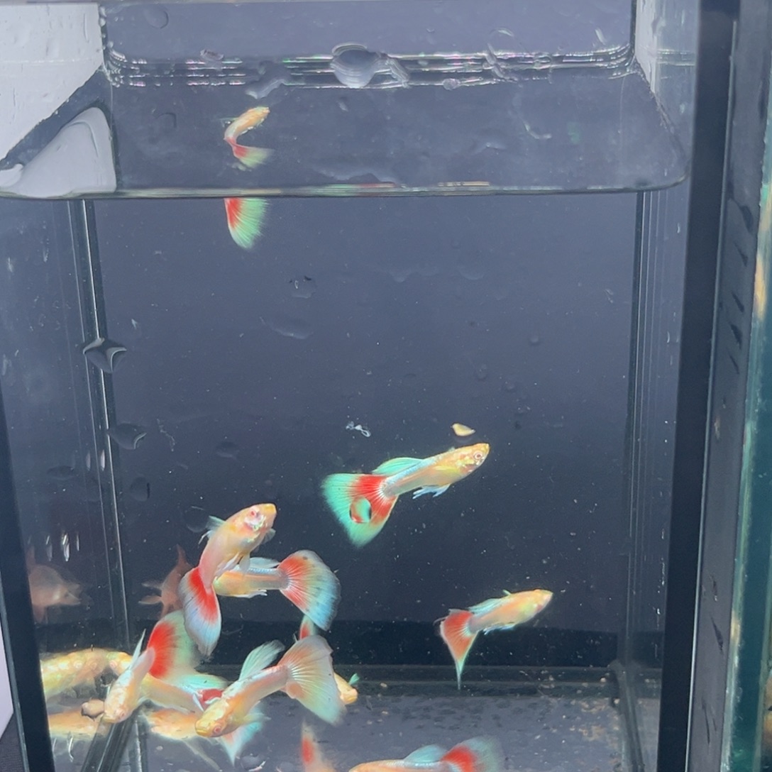 用***8孔雀鱼火烧云12条