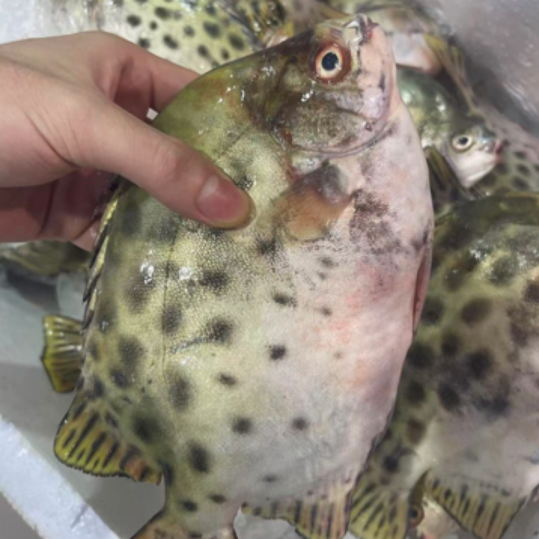 广东汕尾本港野生海捕金鼓鱼（肚子有苦胆会黄正常并口感甘苦后甜）