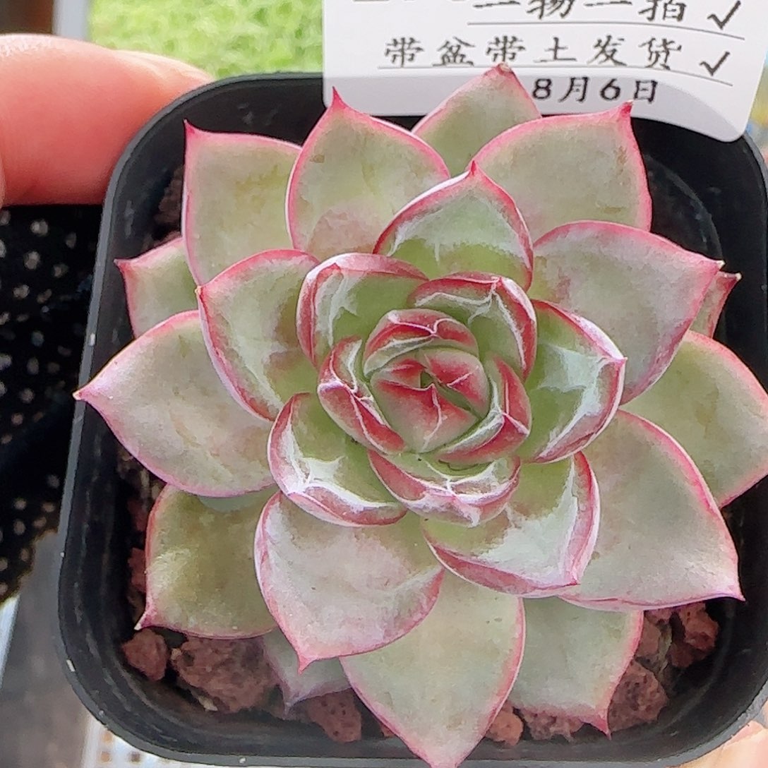 多肉0806-273暗纹暗纹