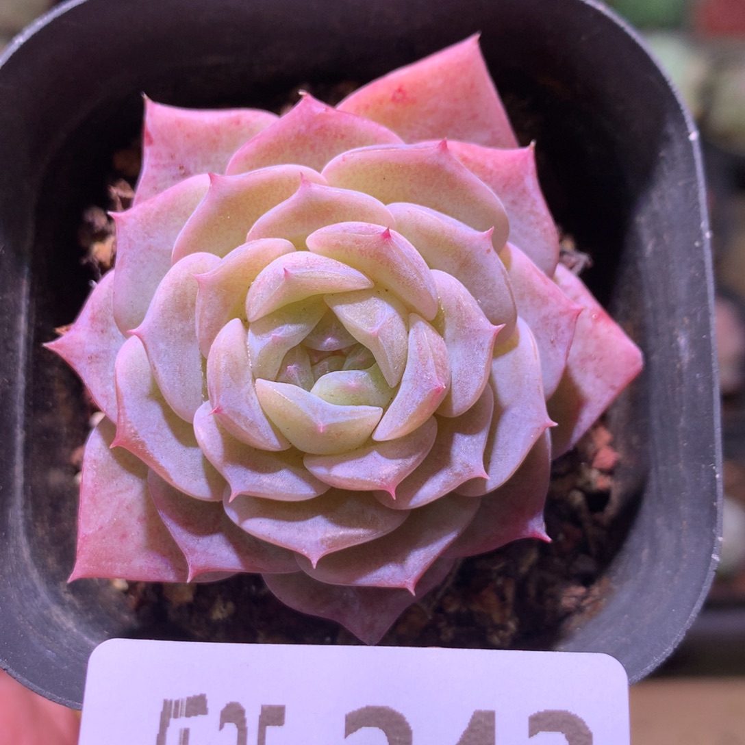 乐然25-243 纯爱单头 