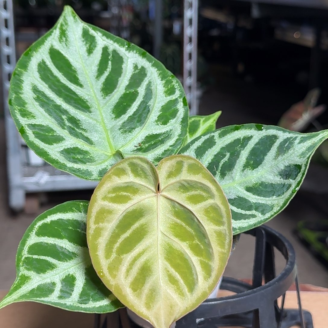 完全开放X72铜锣烧