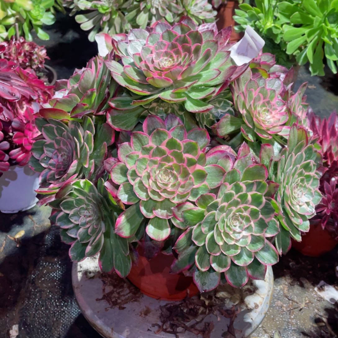 多肉植物莲花641