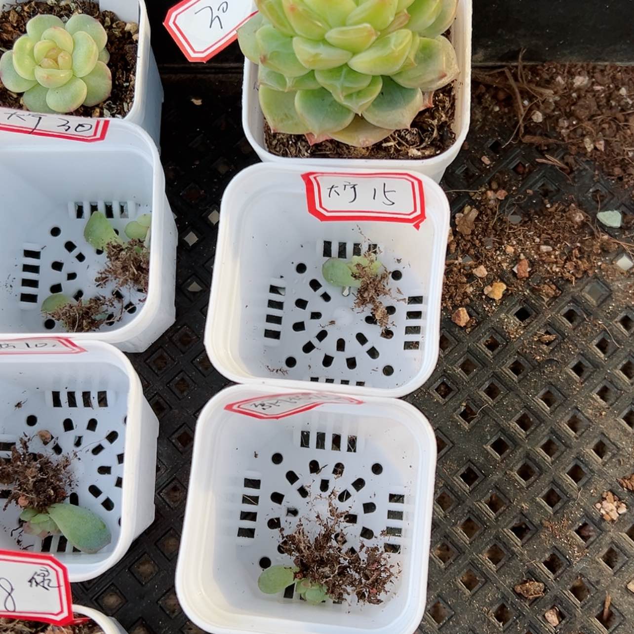 【闪购商品】达**。200 3颗星都