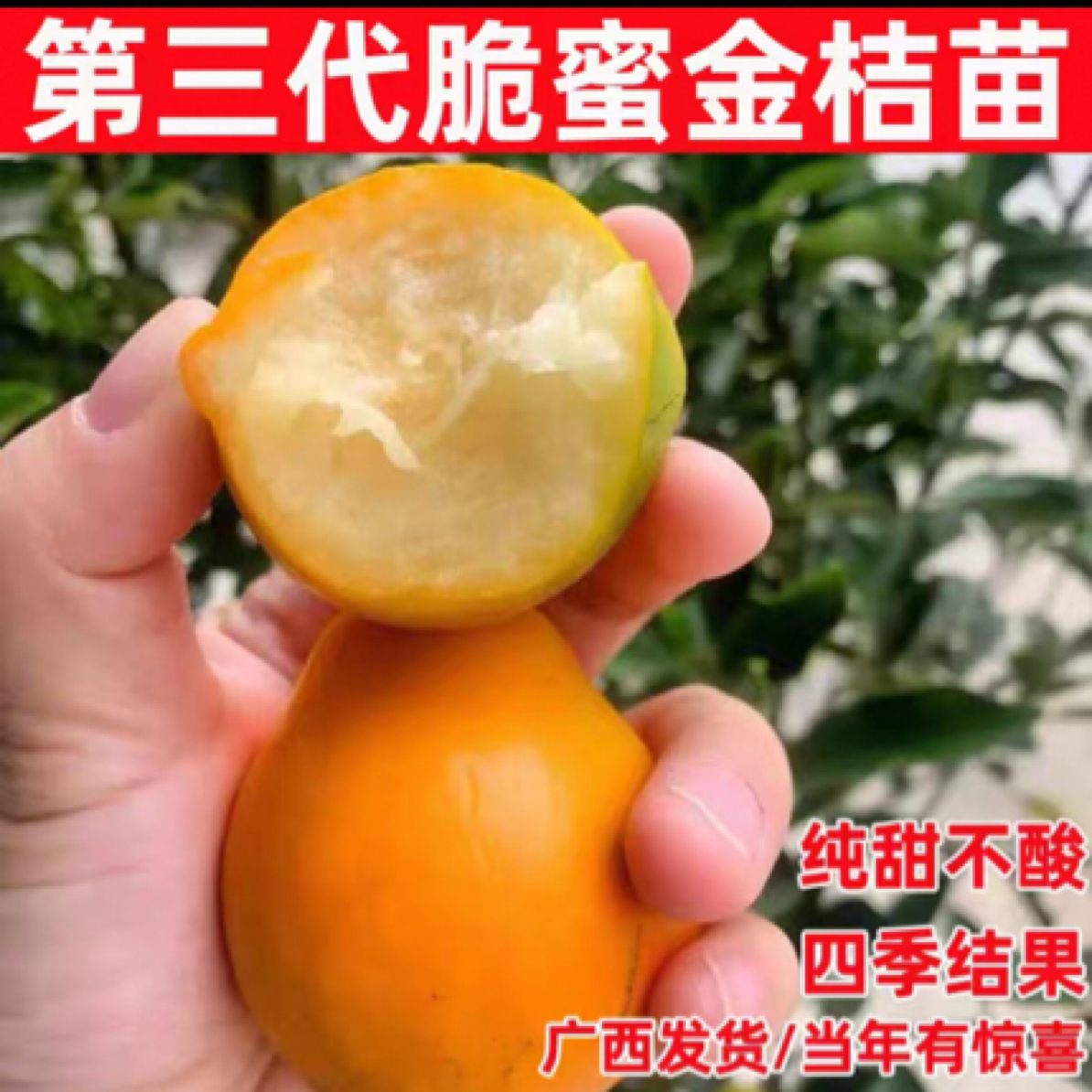 融安脆蜜金桔树苗嫁接苗纯甜不辣嘴 四季开花结果 根系发达