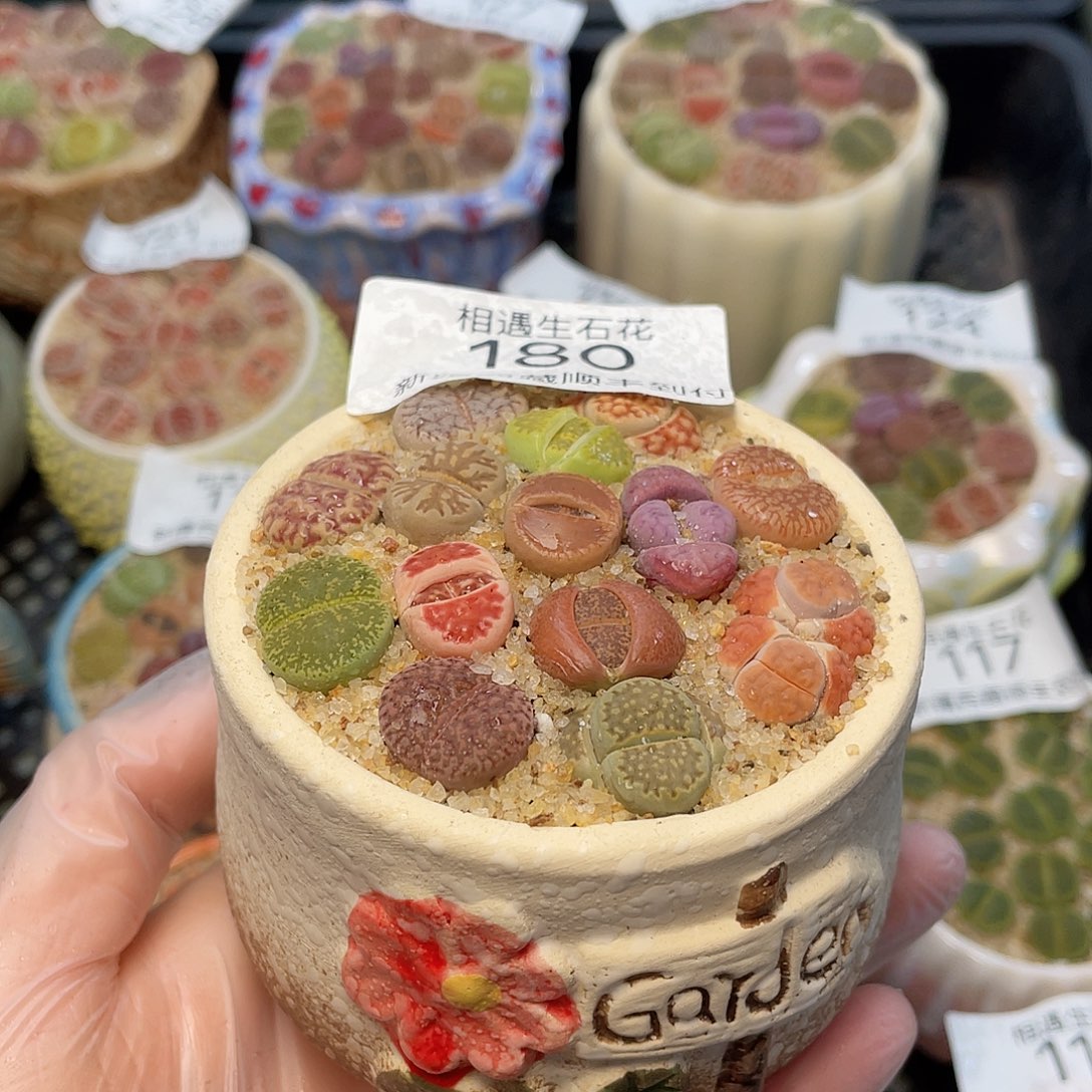 相遇生石花链接180