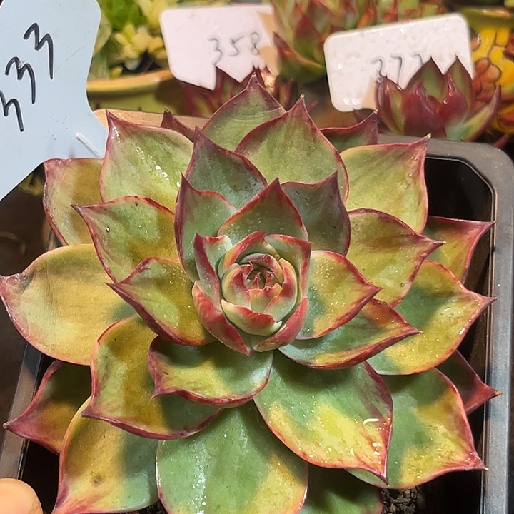 惊鸿一物一拍包装收缩花旱333