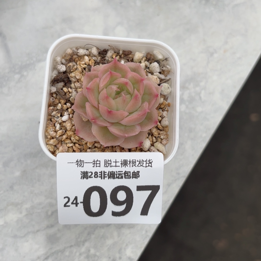 水晶虾饺单头多肉多肉
