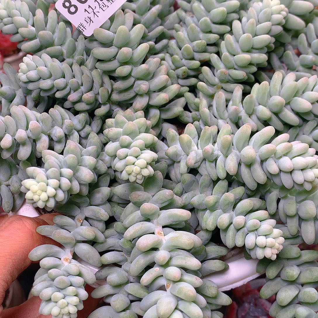 精控拇指盆11.18802