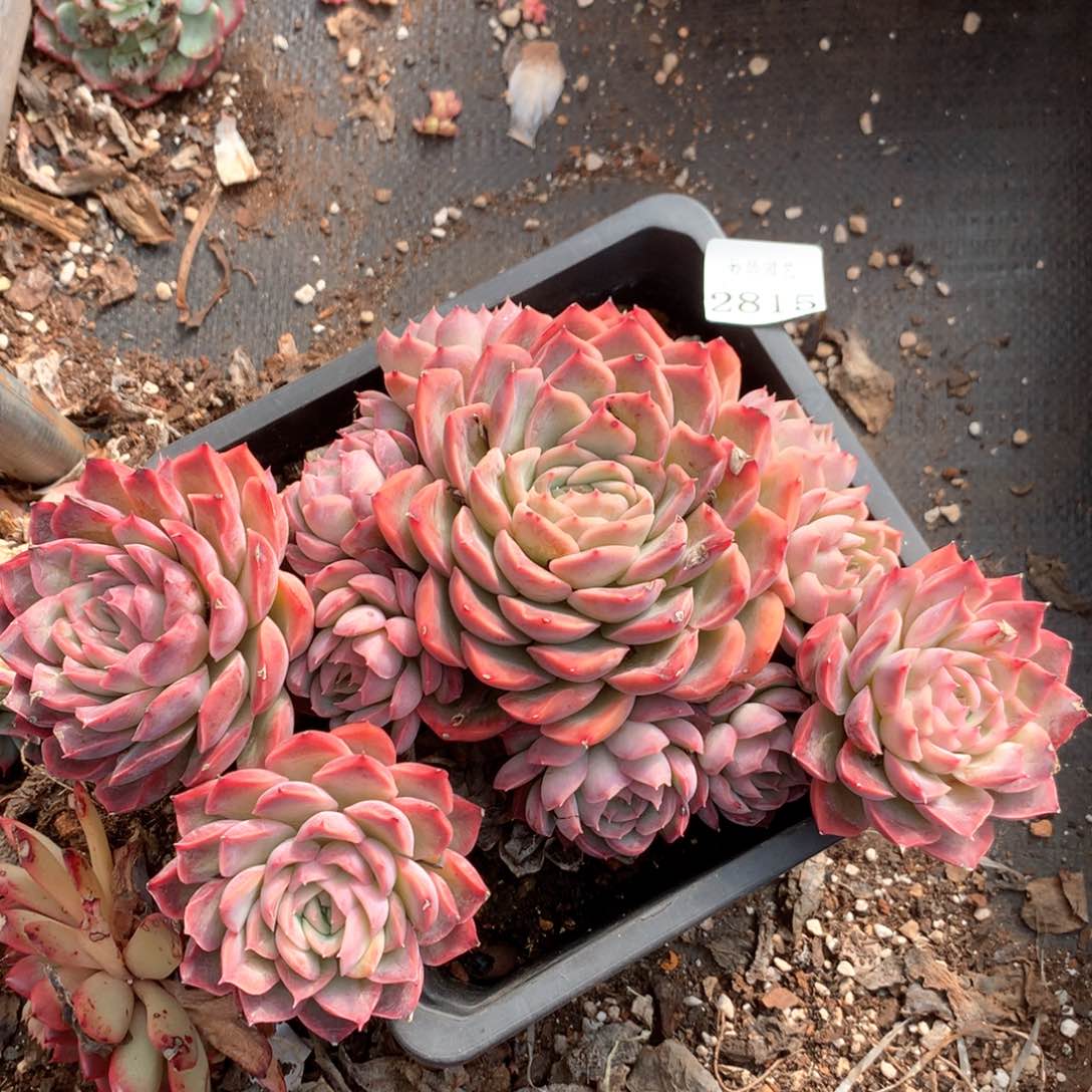 2815有叶伤特杂交多肉