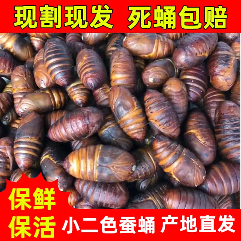 小二色东北蚕蛹鲜活蝉蛹高蛋白京东快递包邮