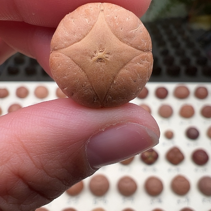 吊坠凤眼菩提麒麟