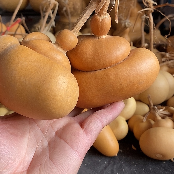 枫**时葫芦的颜色很好看