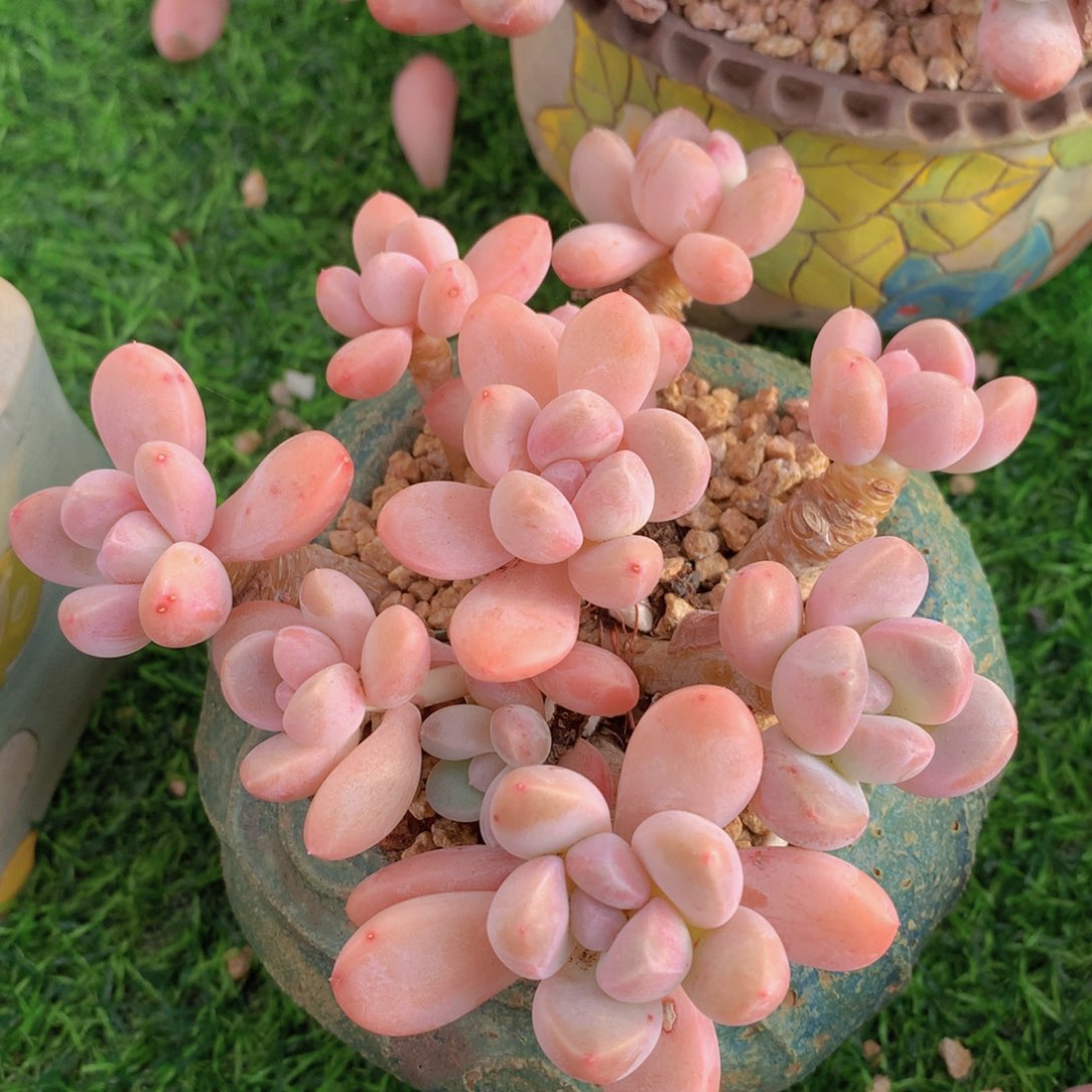 香芋12 公分一物一拍