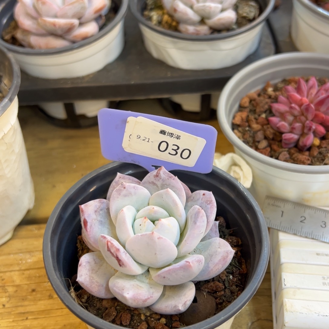 律*子定向9.21-030 