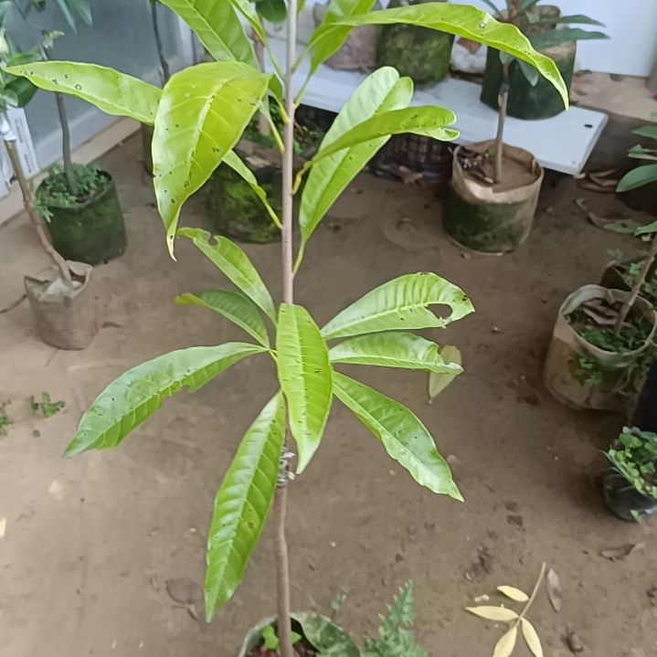 木瓜仙桃一物一拍原盆原土发货