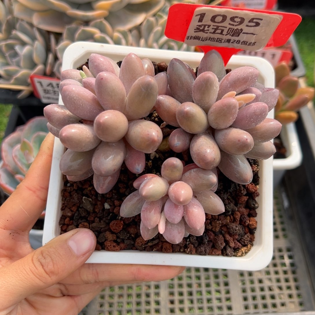 表妹精品多肉1095.