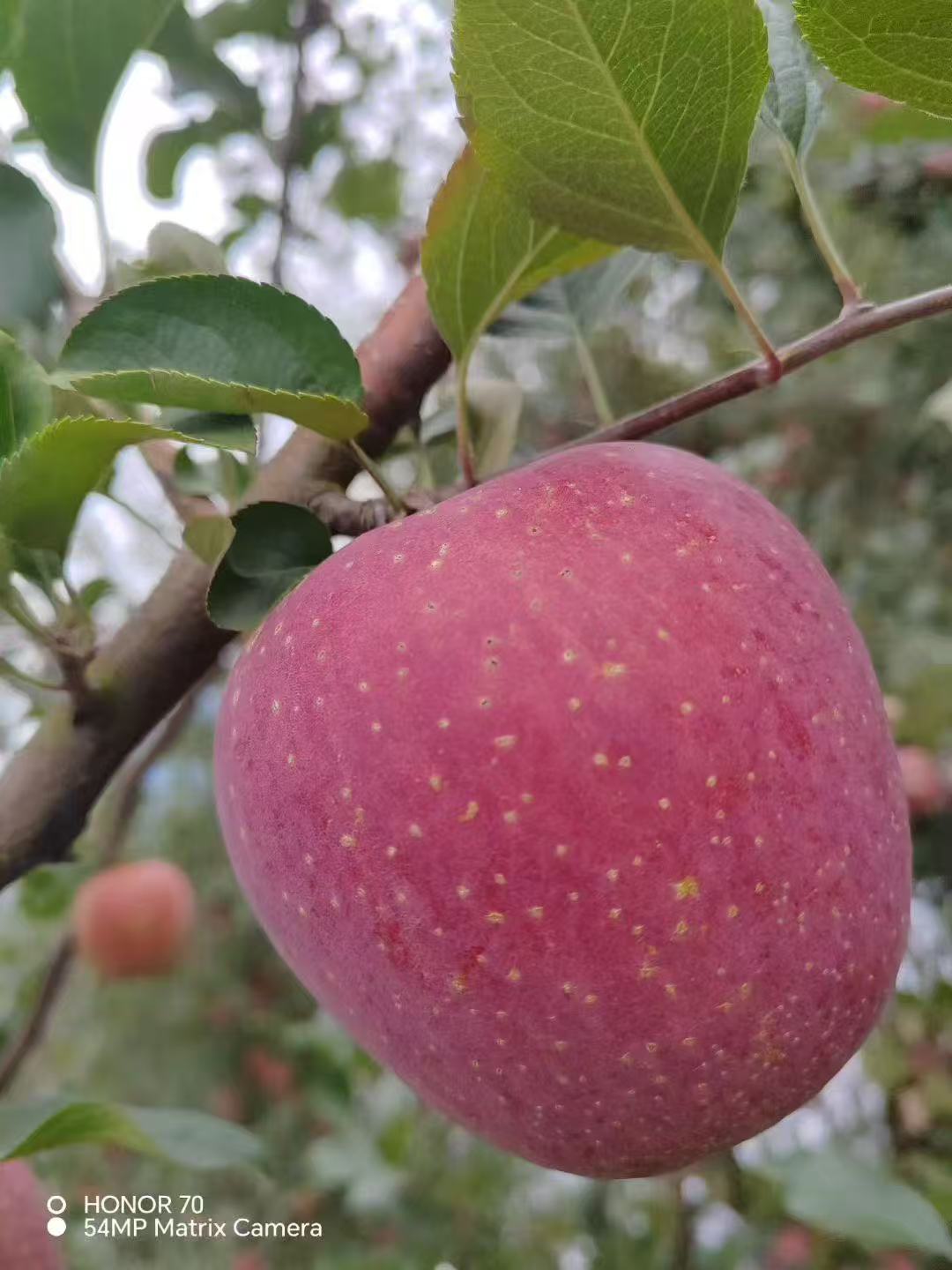 <小季家>（申通包邮）四川汉源直发高山红富士丑苹果生态现摘健康