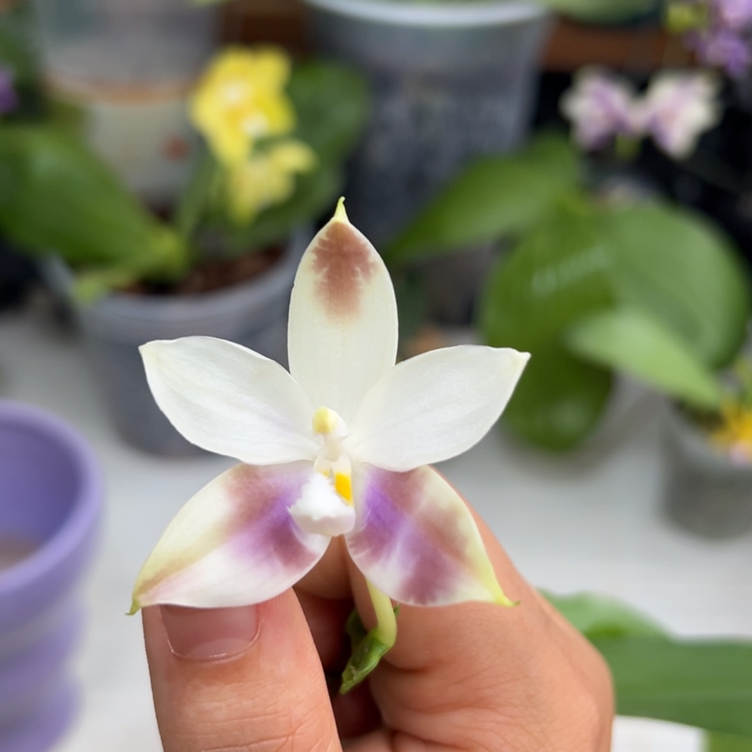 大部分花苞少量开放反射龙交蓝盾