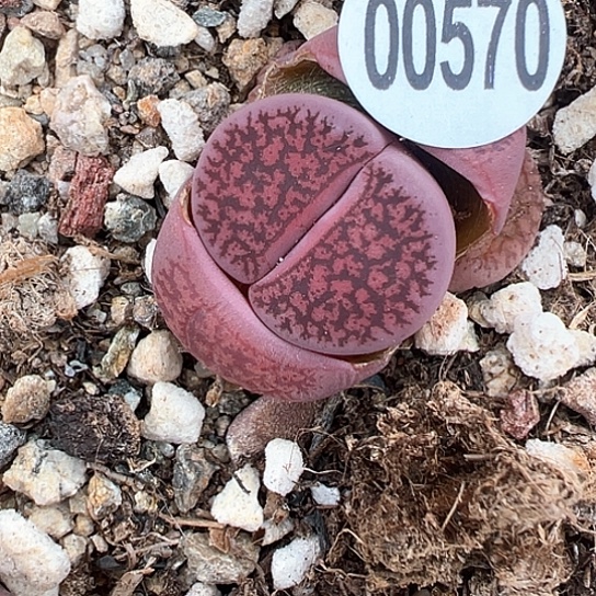 0570.酒红单头福利1111