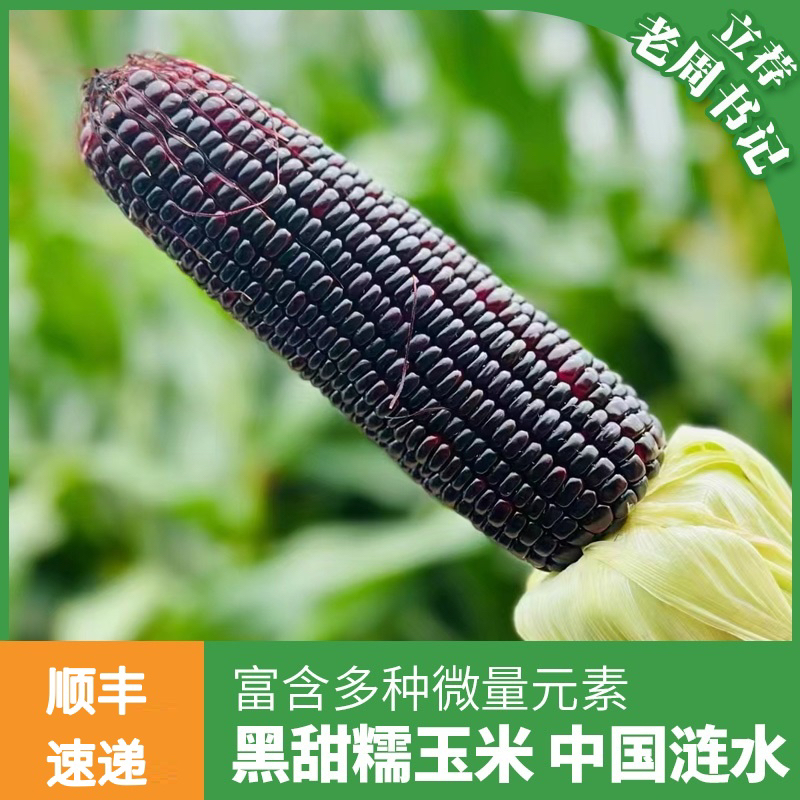 涟水周集 黑玉米新糯玉米软黏粘香甜代餐杂粮非转基因鲜玉米棒