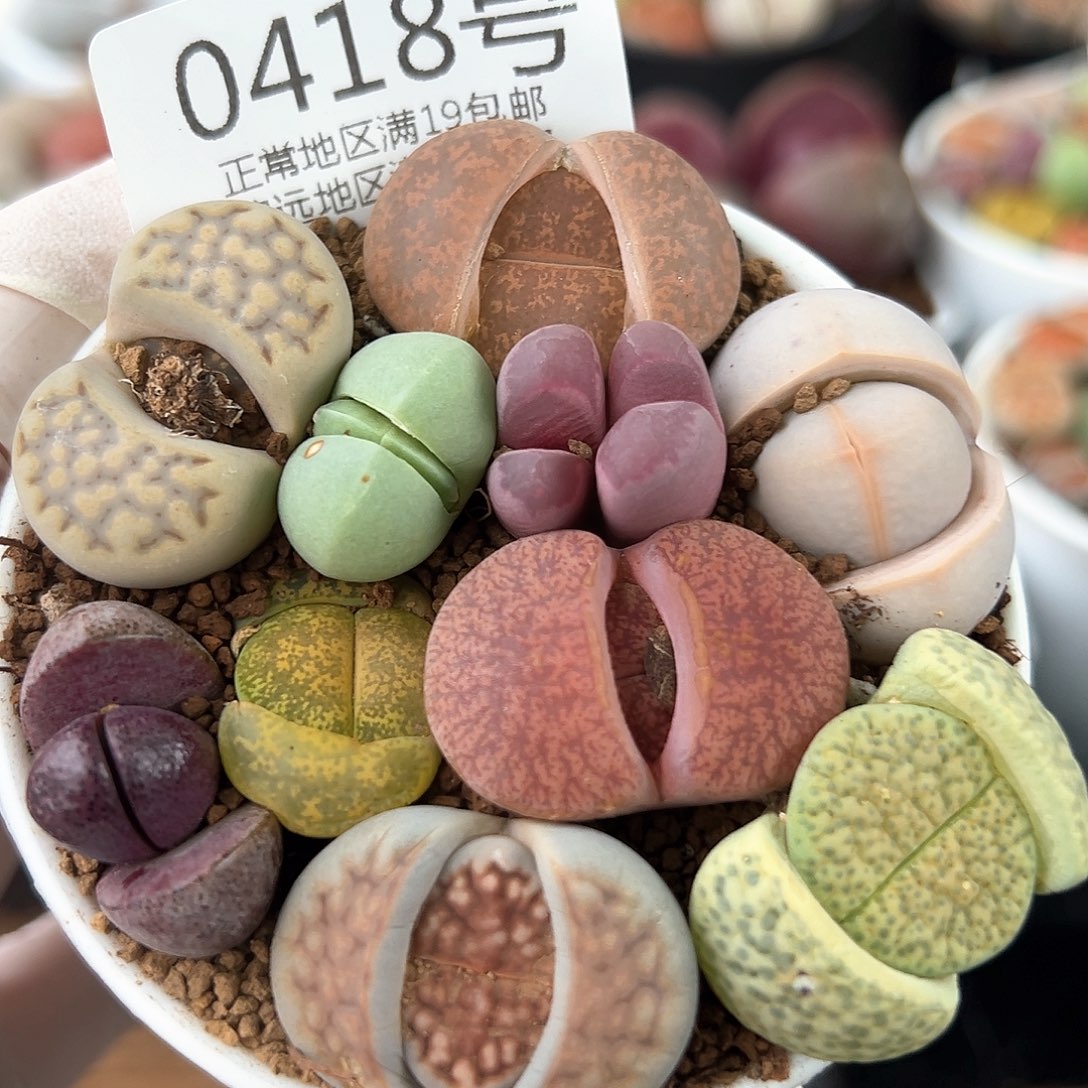 好养易活生石花大母本0418