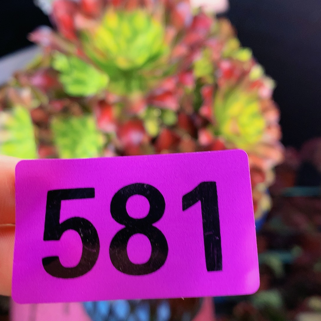 sssssssssssssssssssss581