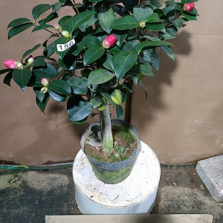 156七心，原盆原土发货，不包邮