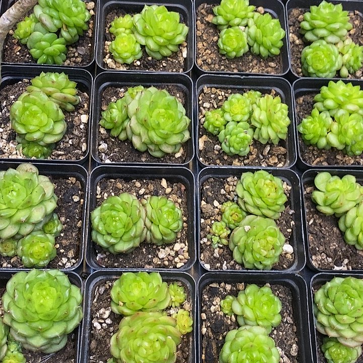 灯泡珍妮福利多多