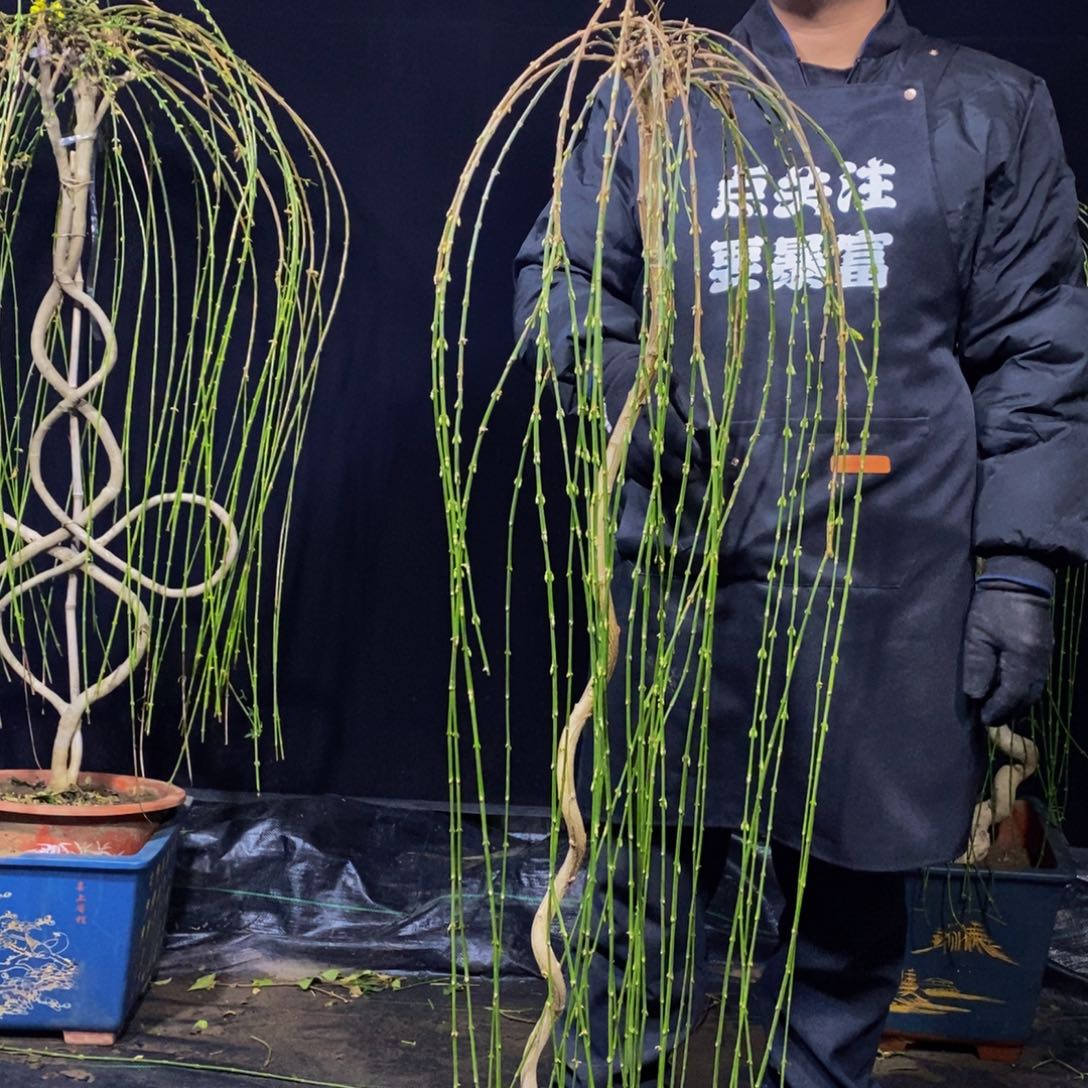 三台迎春，一物一拍，