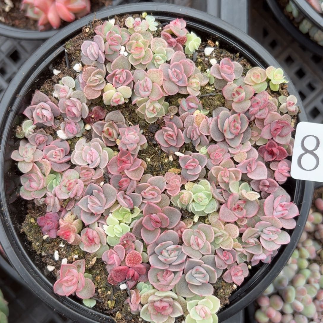 多肉植物多肉植物849