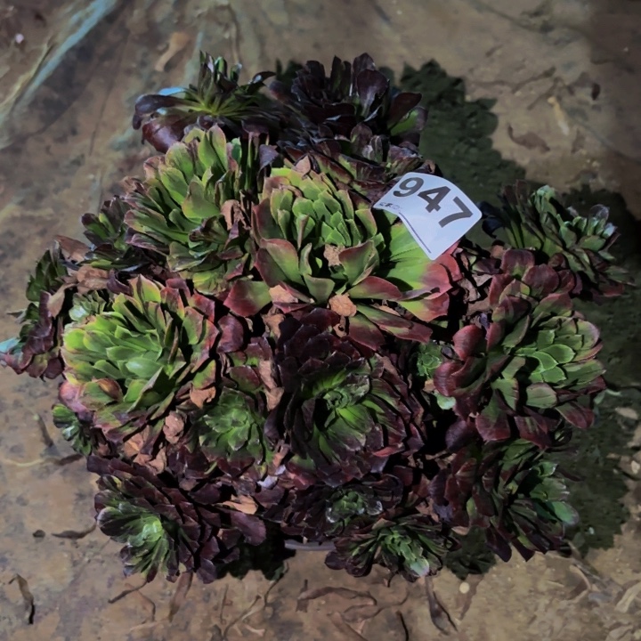 947莫兰迪多肉植物