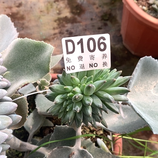 美人缀化带嫁木发106 