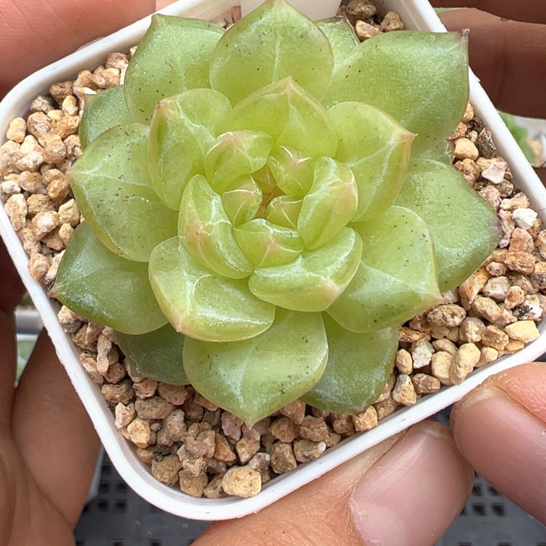 904号风花雪月系列有晒斑新个体