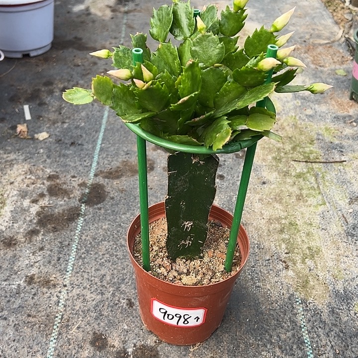 黄重瓣蟹爪兰9098