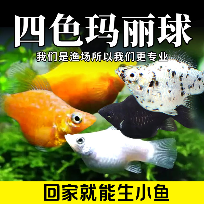 除油膜玛丽球皮球鱼好养耐活观赏鱼活体易繁殖小型热带鱼混养