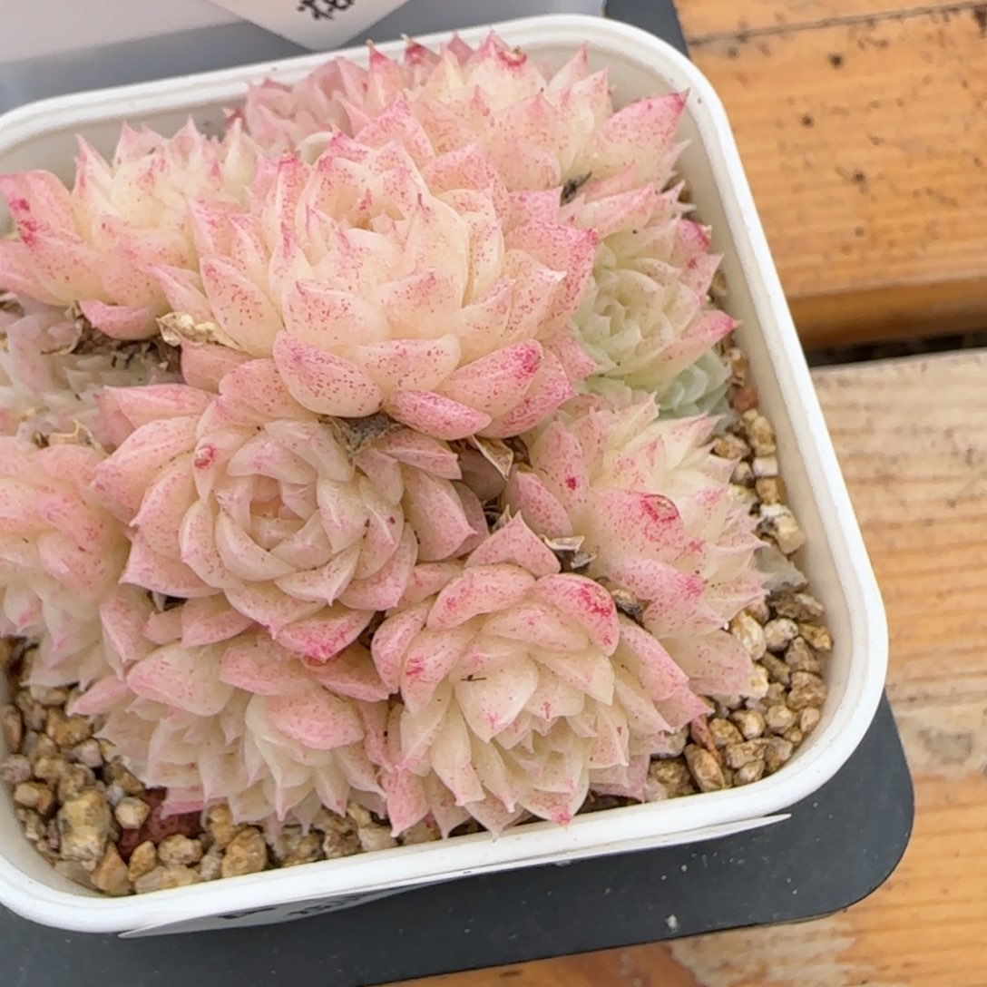 花语逸镜0208-410