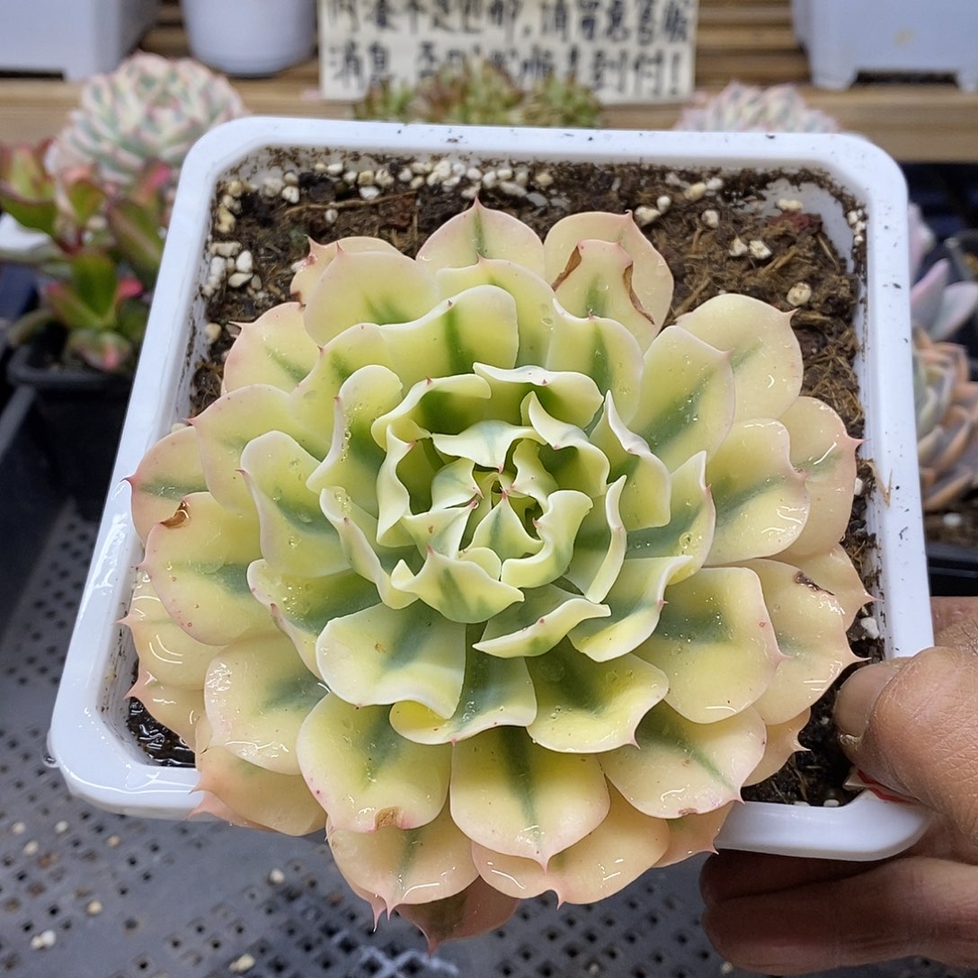 01189 福利大海啸覆轮锦 16 厘米盆