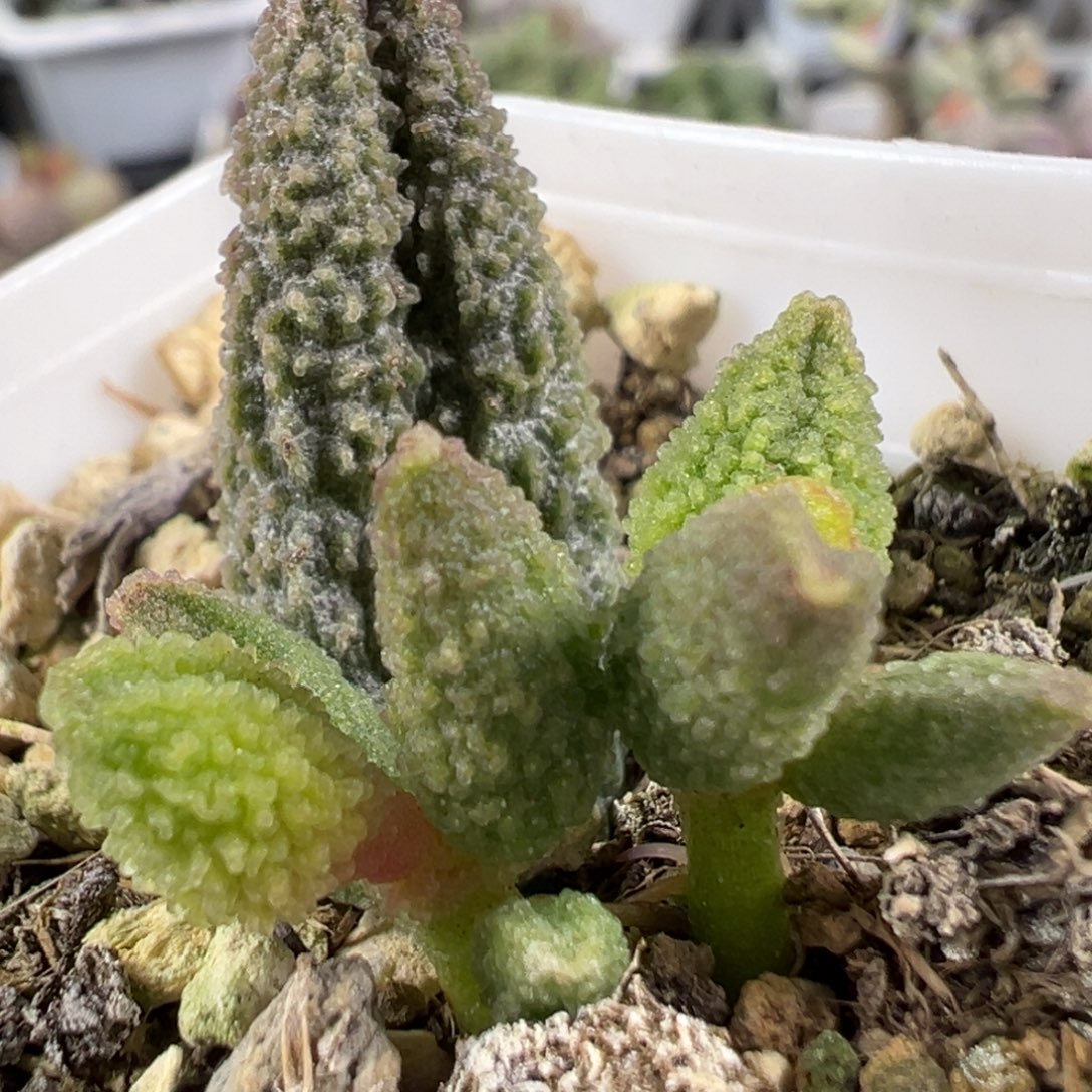 w绿色密密麻麻颗粒款实生新品