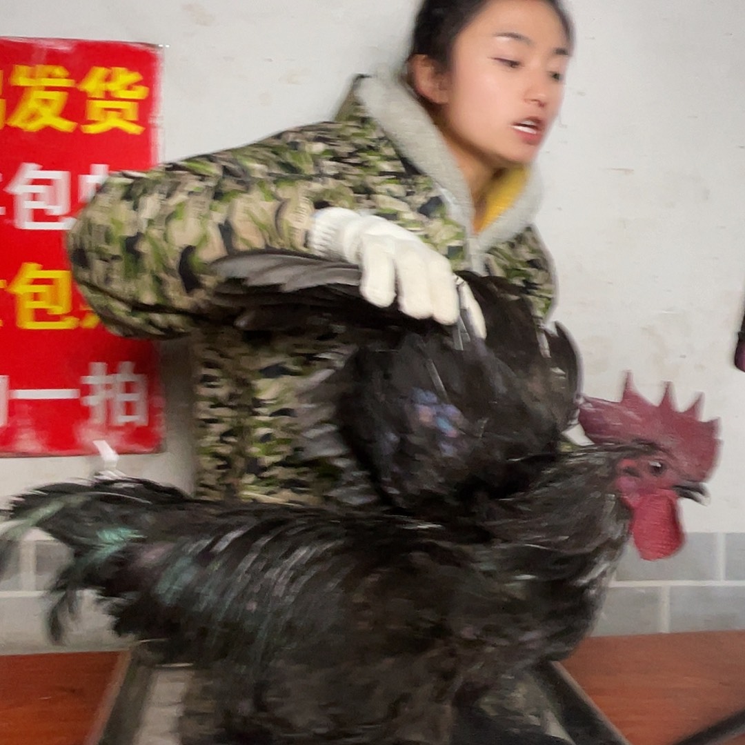 211111111中国大陆包装222号活鸡发货