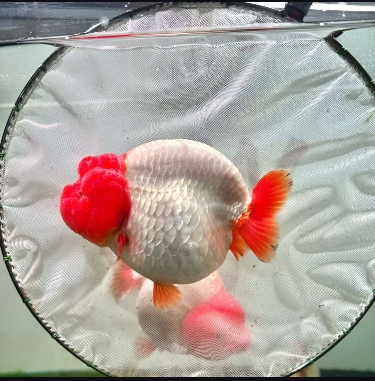 粉丝专享  好养耐活  三选兰寿冷水观赏鱼淡水鱼好养耐活