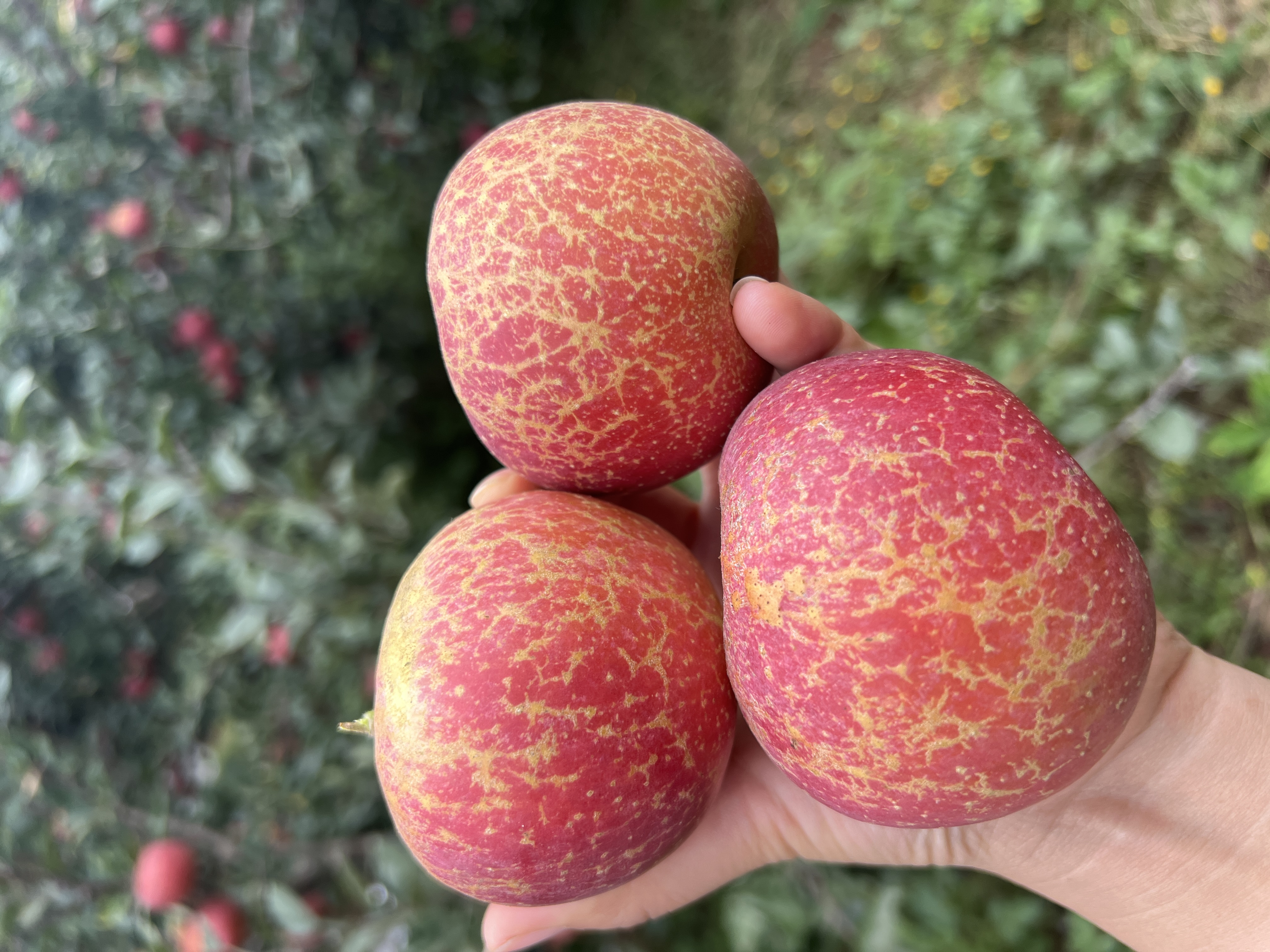 【蒋幺妹专属】昭通冰糖心丑苹果原产地发货