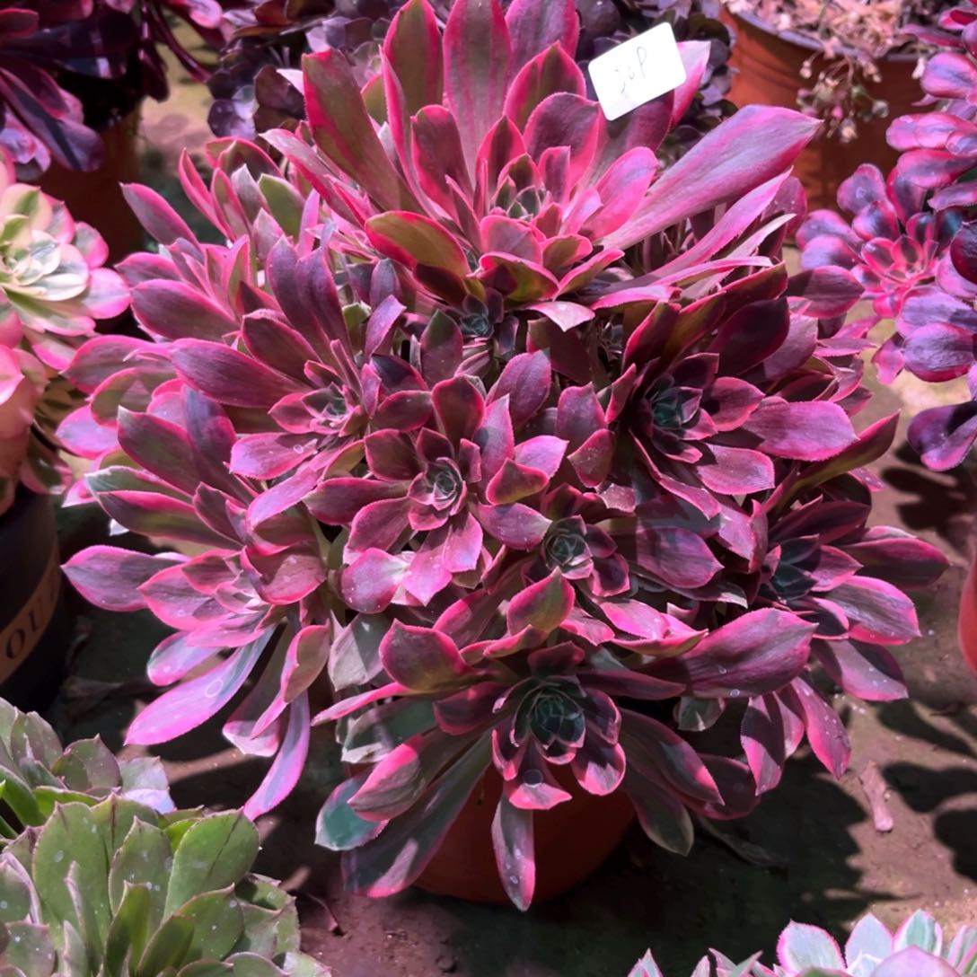 多肉植物浣纱309