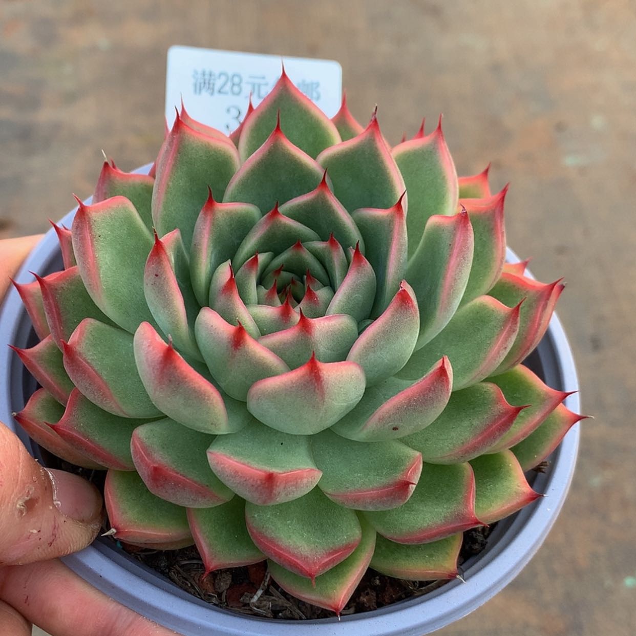 【闪购商品】云352号