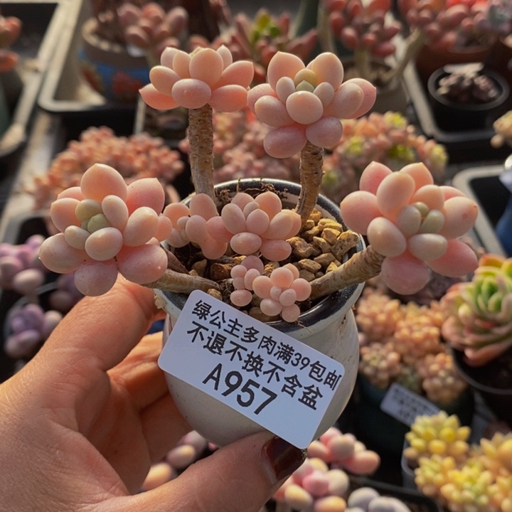 鱼子酱老桩957多肉植物