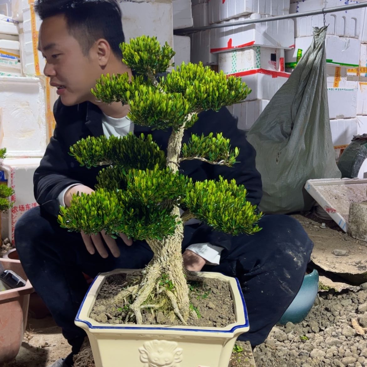 【闪购商品】广东雀舌黄杨盆景