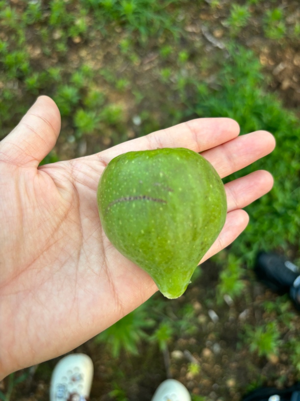 威海青皮无花果新鲜当季坏果包赔整箱现发直达省内包邮