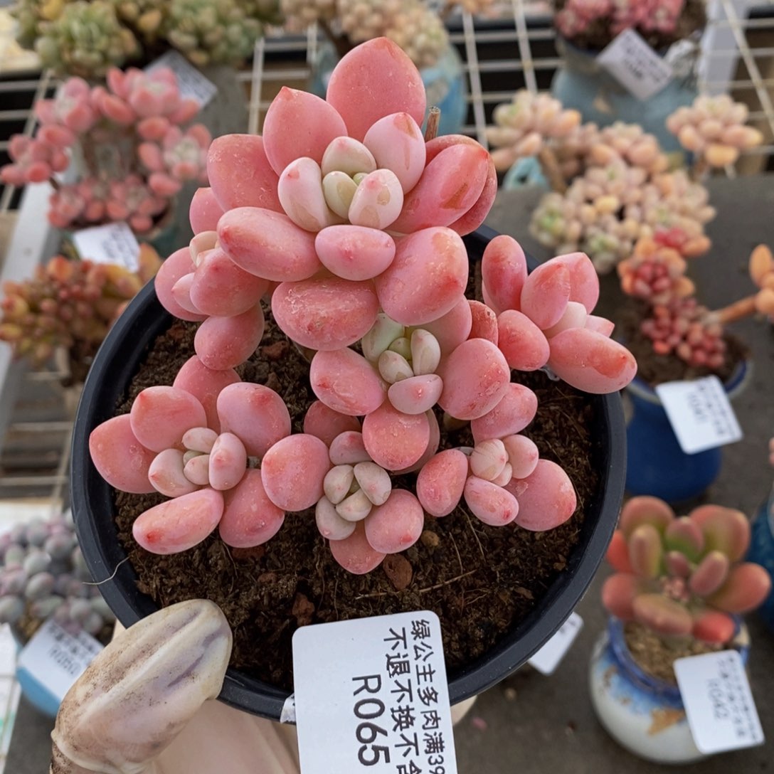 樱花洛神065/10c m